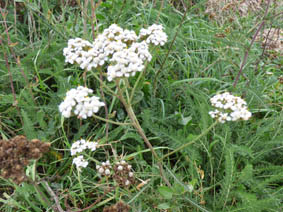 Achillea millefolium